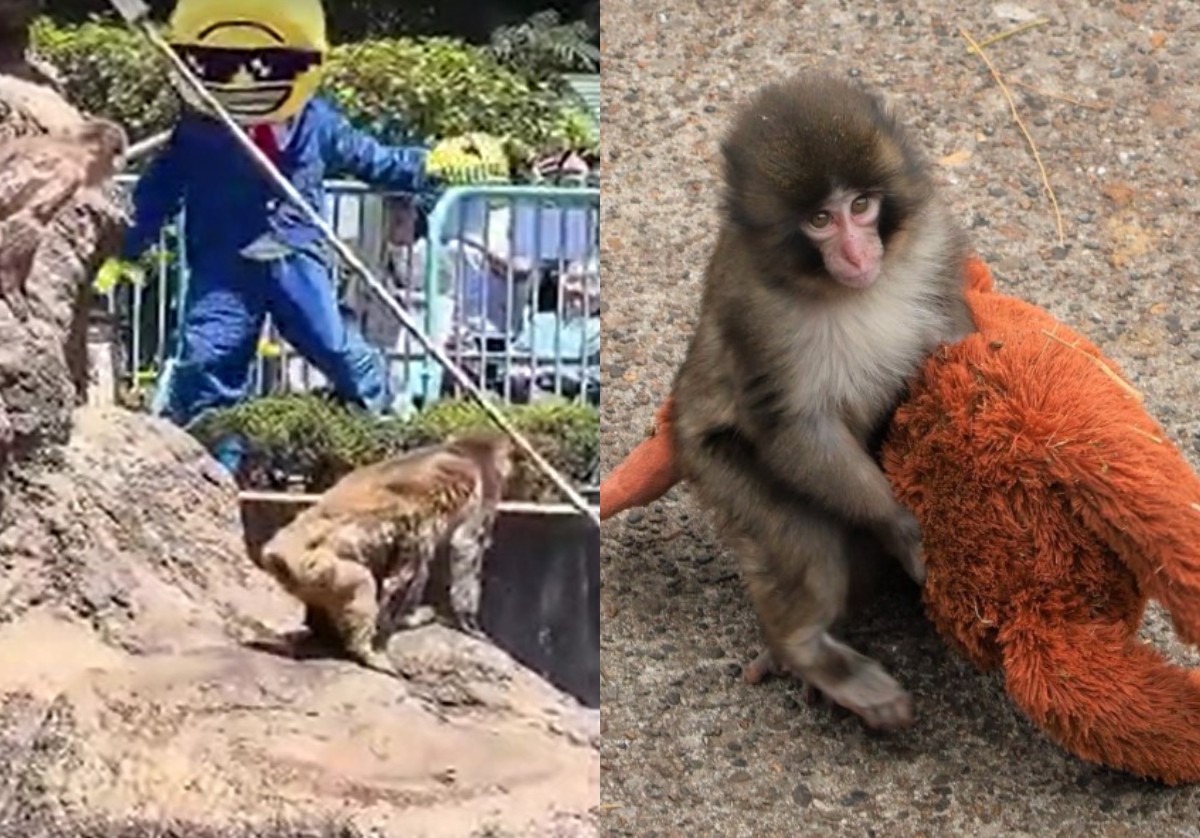 Macaco Punch: americano fantasiado é preso após invadir área restrita e tentar se aproximar do filhote